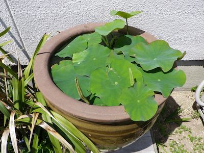 lotus20120516_2