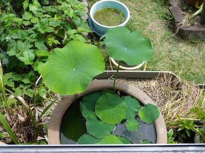 lotus20120613_1