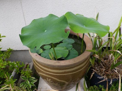 lotus20120613_3