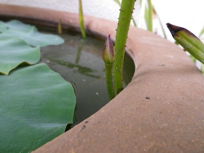 lotus20120613_4