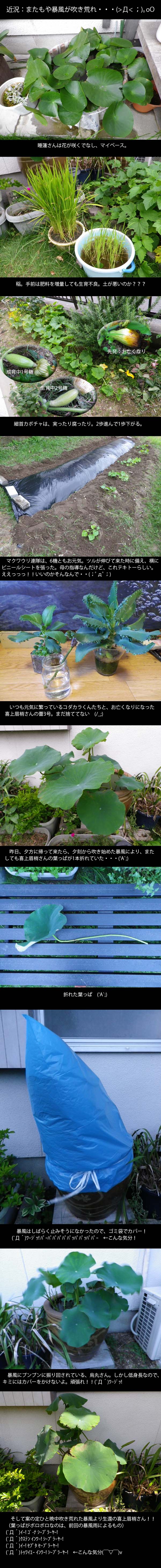 lotus20120716