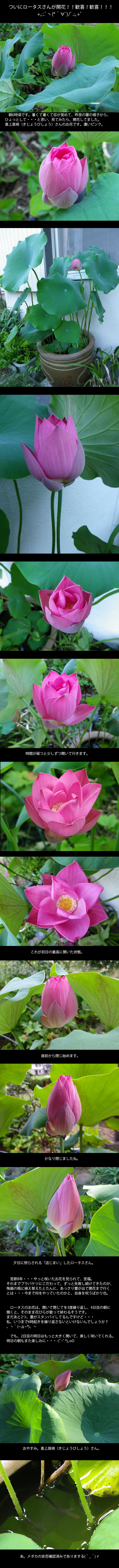 lotus20120807