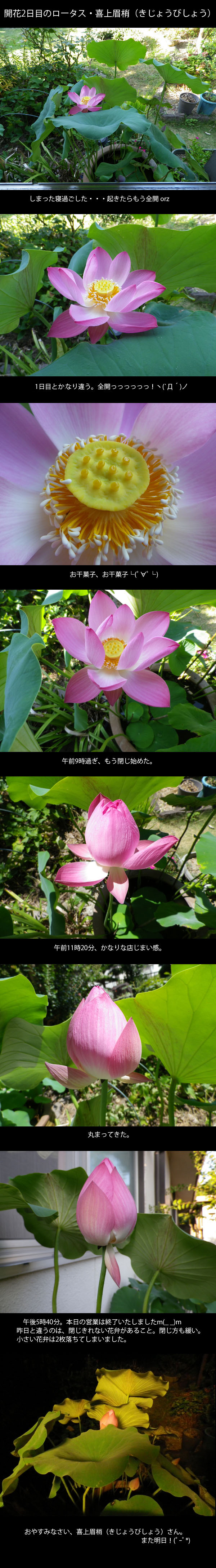 lotus20120808