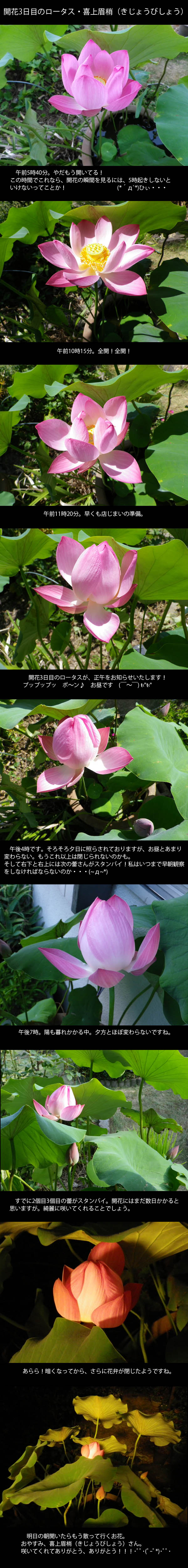 lotus20120809