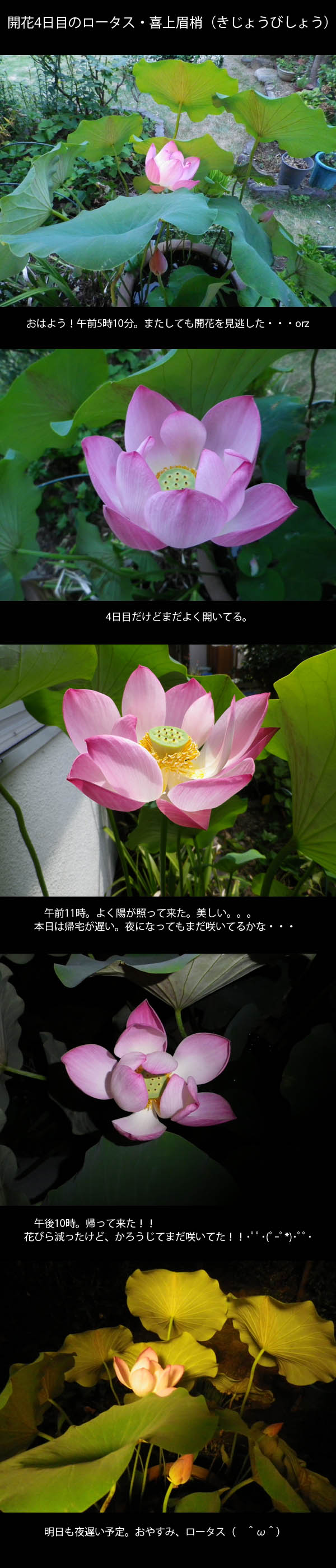 lotus20120810