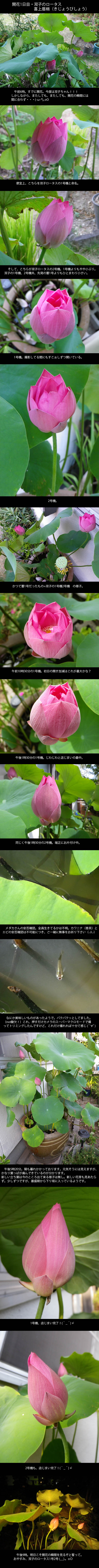 lotus20120812