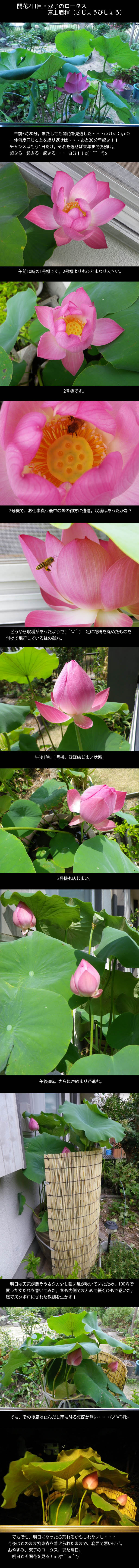 lotus20120813