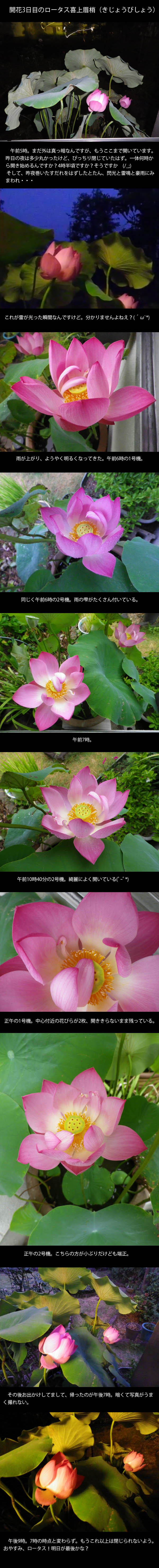 lotus20120814