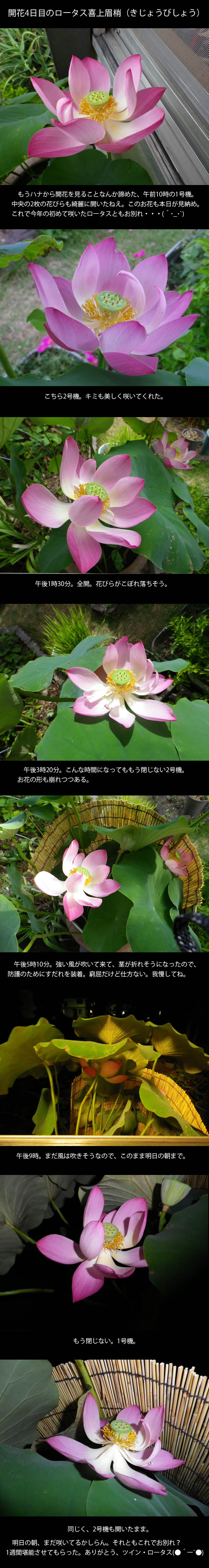 lotus20120815