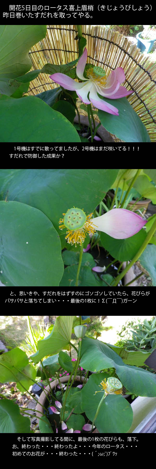 lotus20120816