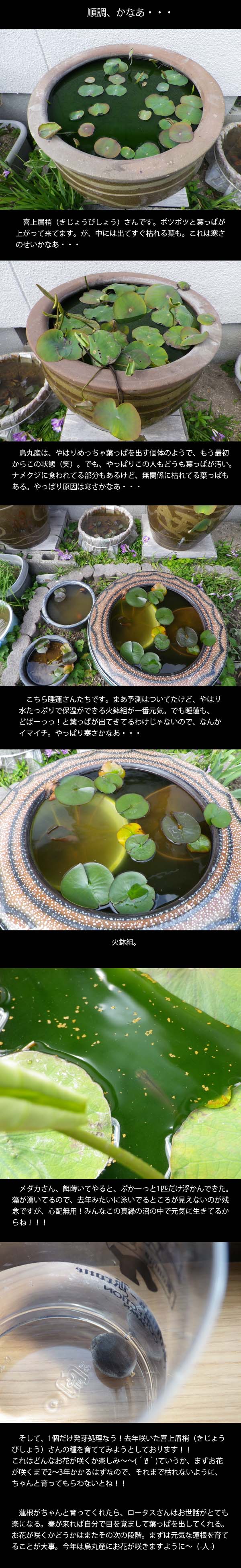 lotus20130503
