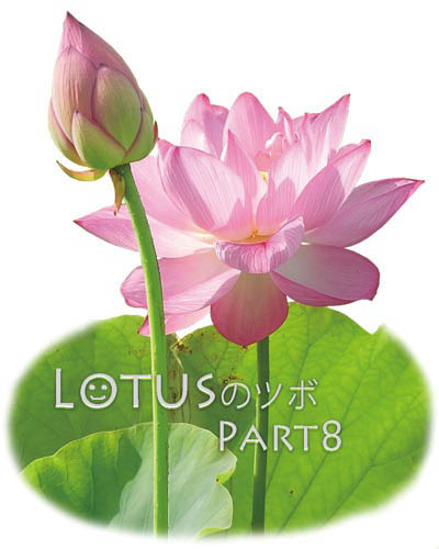 lotus_8_logo